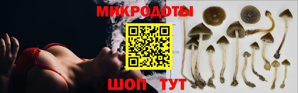 Галлюциногенные грибы Psilocybine cubensis Мончегорск